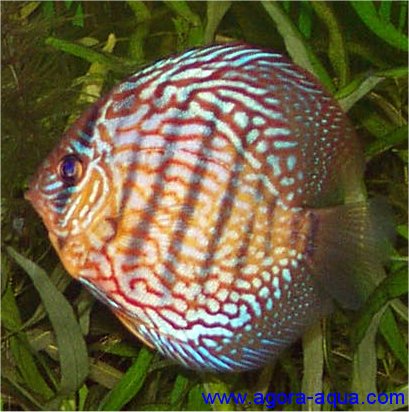 Discus4.jpg