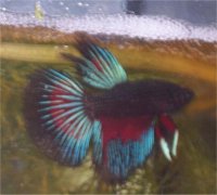 Betta splendens